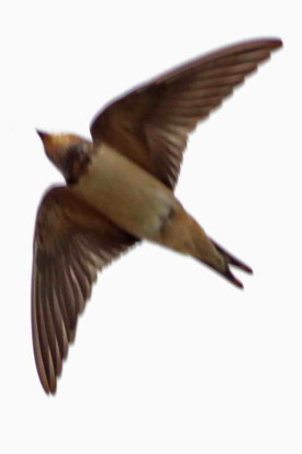Golondrina tijerita/Barn Swallow