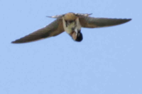 Golondrina tijerita/Barn Swallow