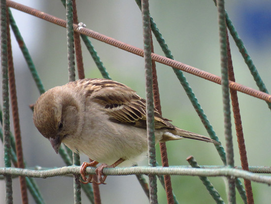 Gorrión/House Sparrow