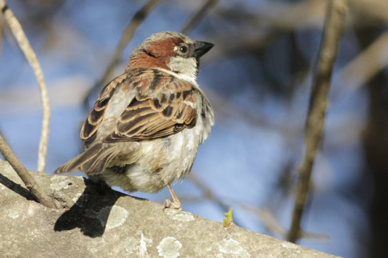 Gorrión/House Sparrow