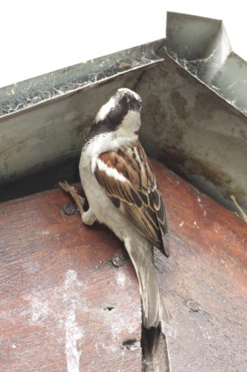 Gorrión/House Sparrow