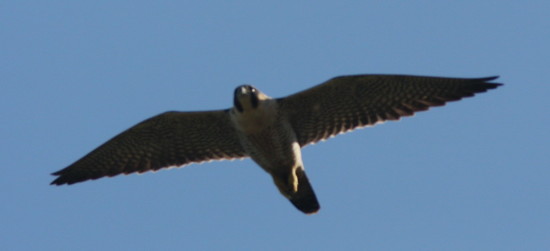 Halcón peregrino/Peregrine Falcon