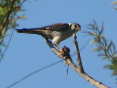 Halconcito colorado/American Kestrel