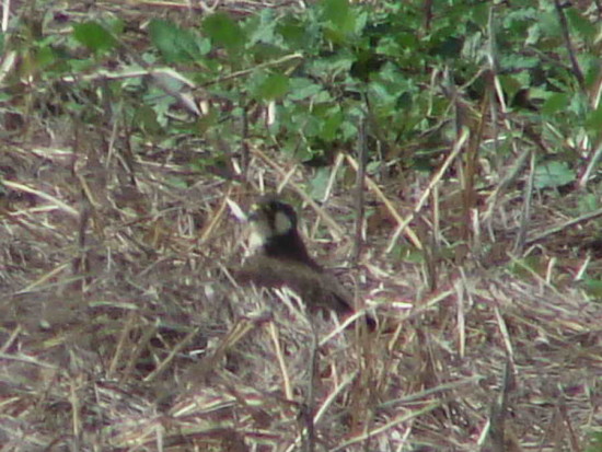 Halcón plomizo/Aplomado Falcon