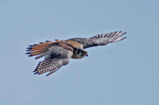 Halconcito colorado/American Kestrel