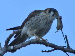 Halconcito colorado/American Kestrel