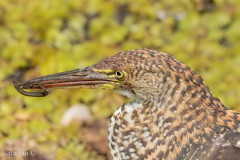 Hocó colorado/Rufescent Tiger-Heron