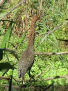 Hocó colorado/Rufescent Tiger-Heron