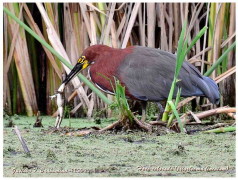 Hocó colorado/Rufescent Tiger-Heron