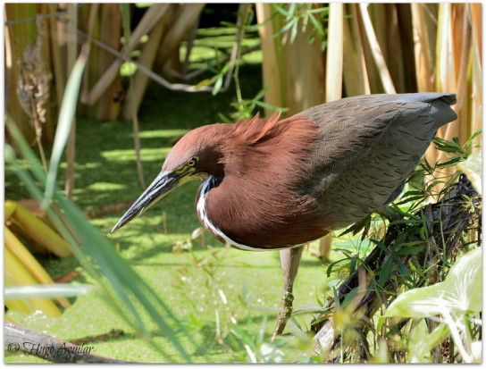 Hocó colorado/Rufescent Tiger-Heron