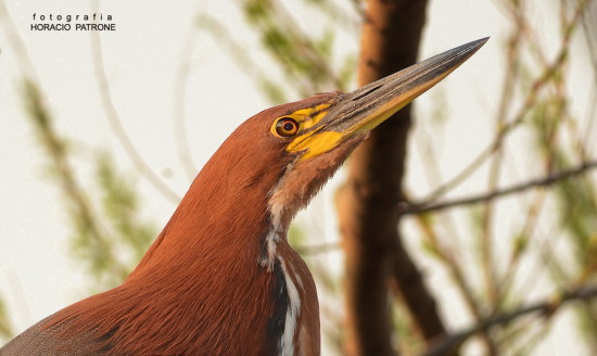 Hocó colorado/Rufescent Tiger-Heron