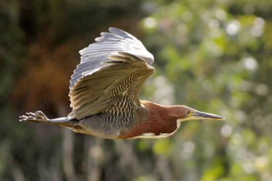 Hocó colorado/Rufescent Tiger-Heron