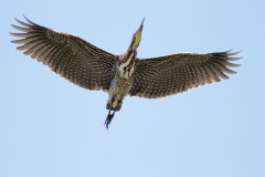 Hocó colorado/Rufescent Tiger-Heron