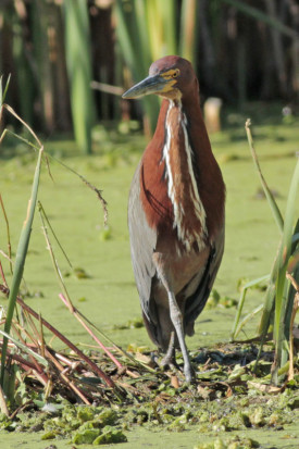 Hocó colorado/Rufescent Tiger-Heron