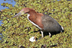 Hocó colorado/Rufescent Tiger-Heron