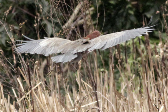 Hocó colorado/Rufescent Tiger-Heron