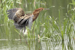 Hocó colorado/Rufescent Tiger-Heron