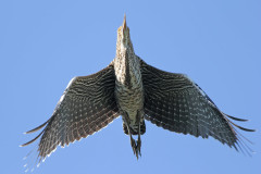 Hocó colorado/Rufescent Tiger-Heron