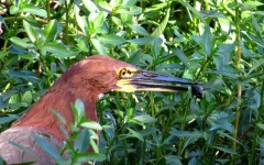 Hocó colorado/Rufescent Tiger-Heron