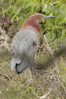 Hocó colorado/Rufescent Tiger-Heron