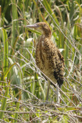 Hocó colorado/Rufescent Tiger-Heron