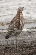 Hocó colorado/Rufescent Tiger-Heron