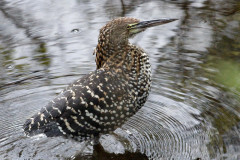 Hocó colorado/Rufescent Tiger-Heron