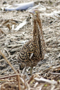 Hocó colorado/Rufescent Tiger-Heron