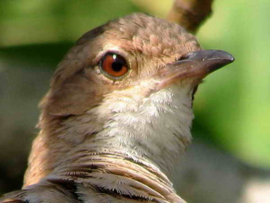 Hornero/Rufous Hornero