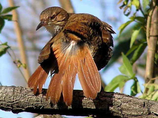 Hornero/Rufous Hornero