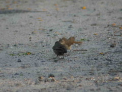 Tordo renegrido-Hornero/Shiny Cowbird-Rufous Hornero