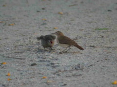 Tordo renegrido-Hornero/Shiny Cowbird-Rufous Hornero