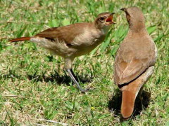 Hornero/Rufous Hornero