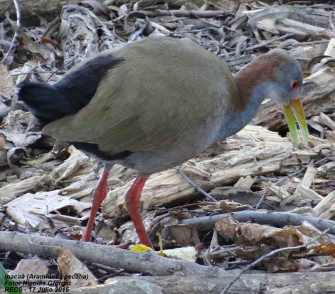 Ipacaá/Giant Wood-Rail