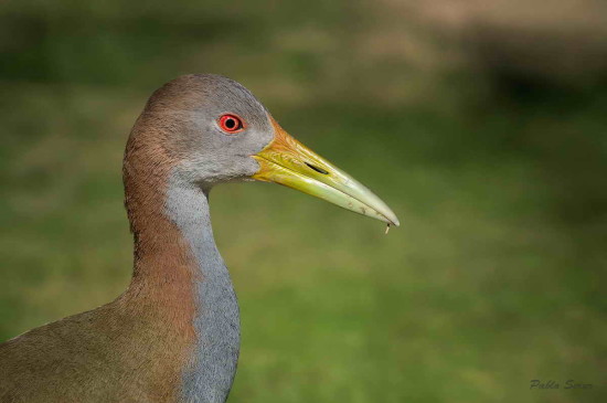 Ipacaá/Giant Wood-Rail