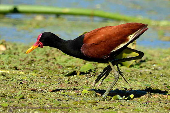 Jacana/Wattled Jacana