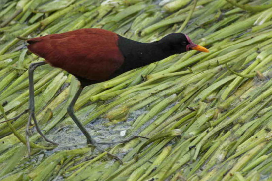 Jacana/Wattled Jacana