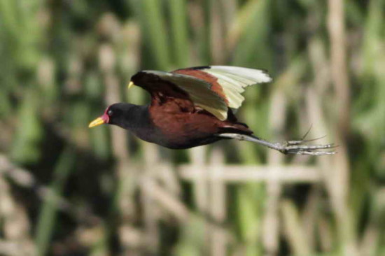 Jacana/Wattled Jacana