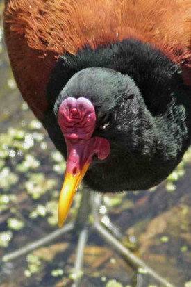 Jacana/Wattled Jacana