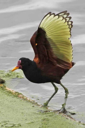 Jacana/Wattled Jacana