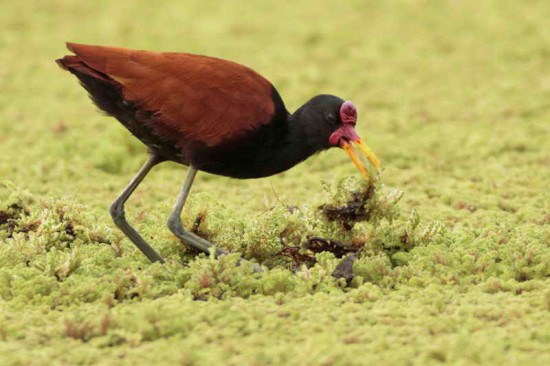 Jacana/Wattled Jacana