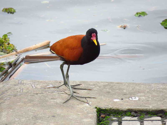 Jacana/Wattled Jacana