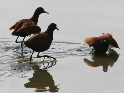 Jacana/Wattled Jacana