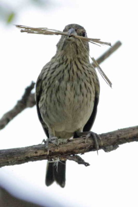 Jilguero dorado/Saffron Finch