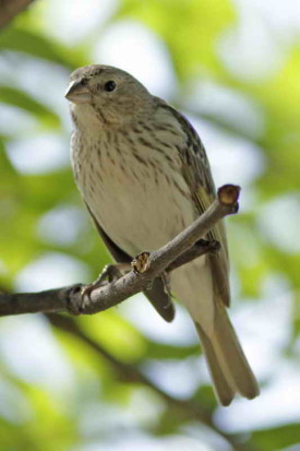 Jilguero dorado/Saffron Finch