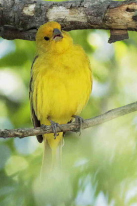 Jilguero dorado/Saffron Finch