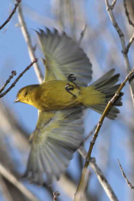 Jilguero dorado/Saffron Finch