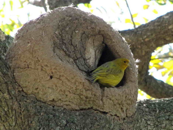 Jilguero dorado/Saffron Finch