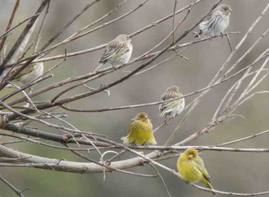 Jilguero dorado/Saffron Finch