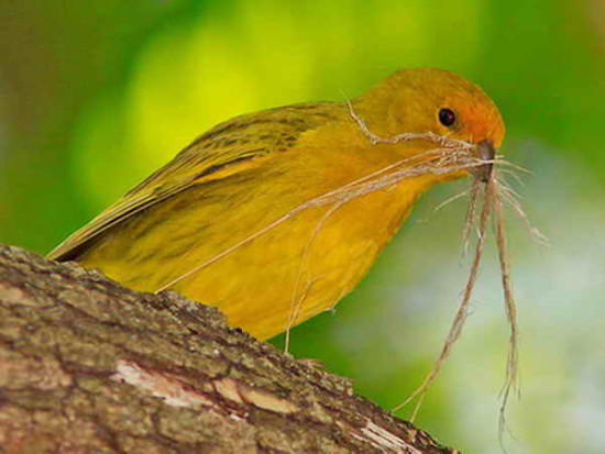 Jilguero dorado/Saffron Finch